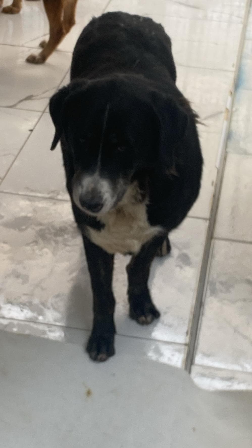 Fatih Sufle Melez Köpek, İstanbul