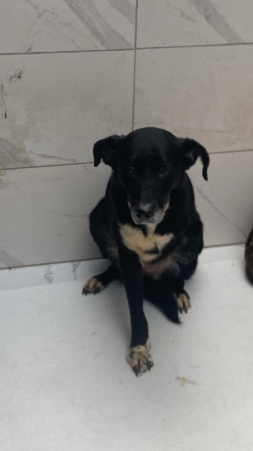 Fatih Ceviz Melez Köpek, İstanbul