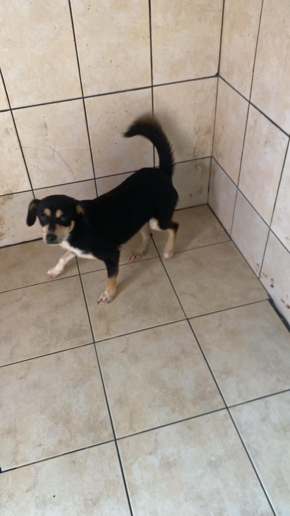 Fatih Sütlaç Melez Köpek, İstanbul