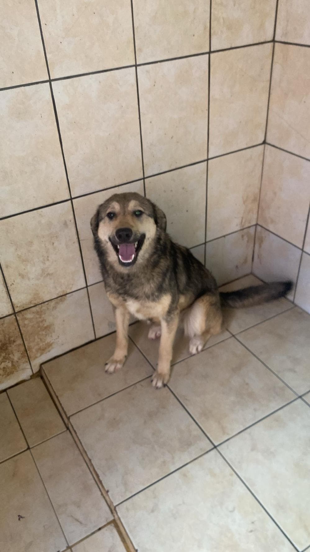 Fatih Smile Melez Köpek, İstanbul
