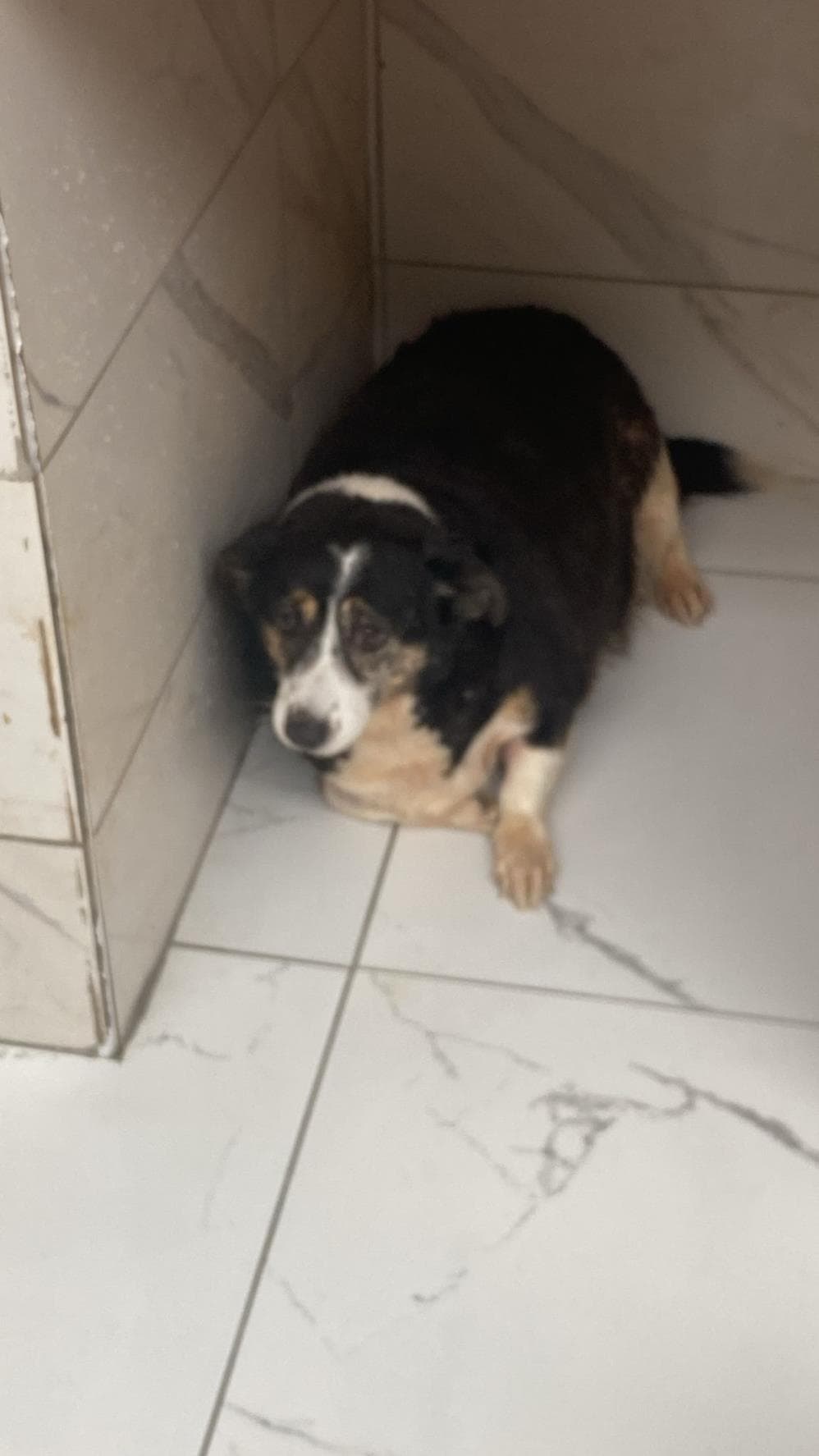 Fatih Badem Melez Köpek, İstanbul