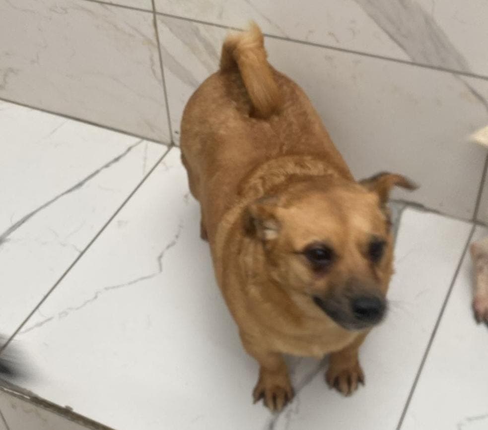 Fatih Sarı Melez Köpek, İstanbul
