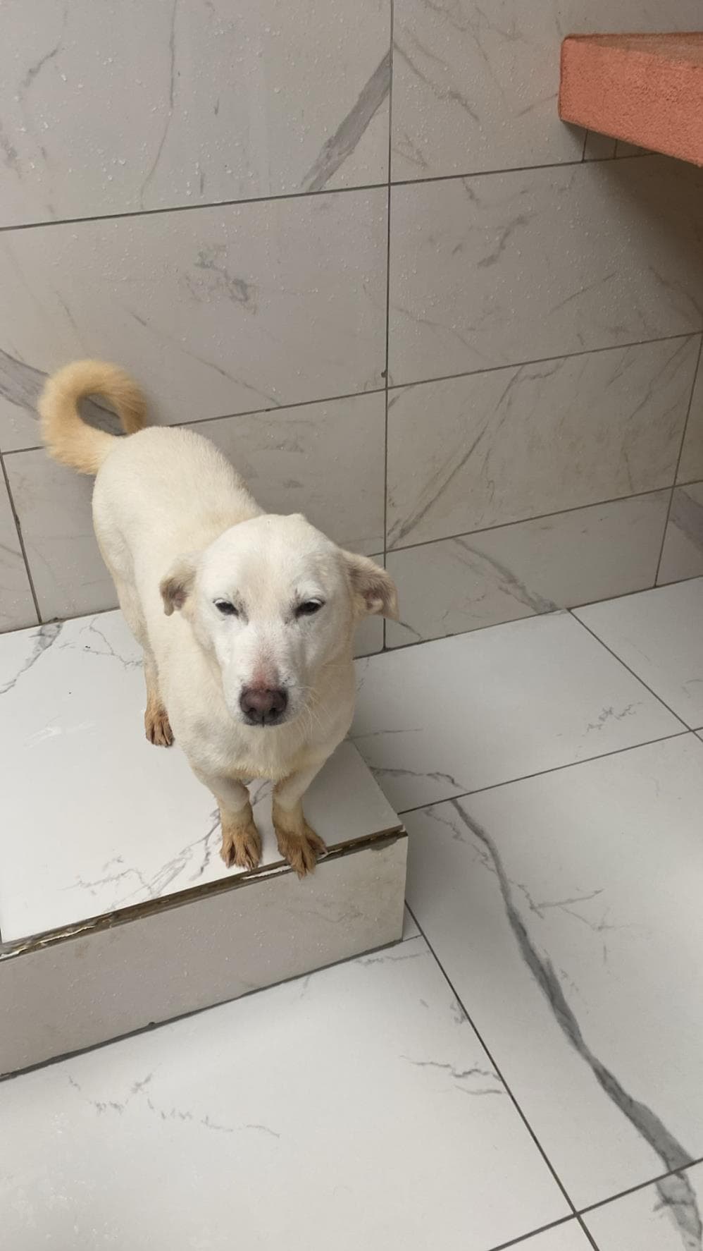 Fatih Paris Melez Köpek, İstanbul