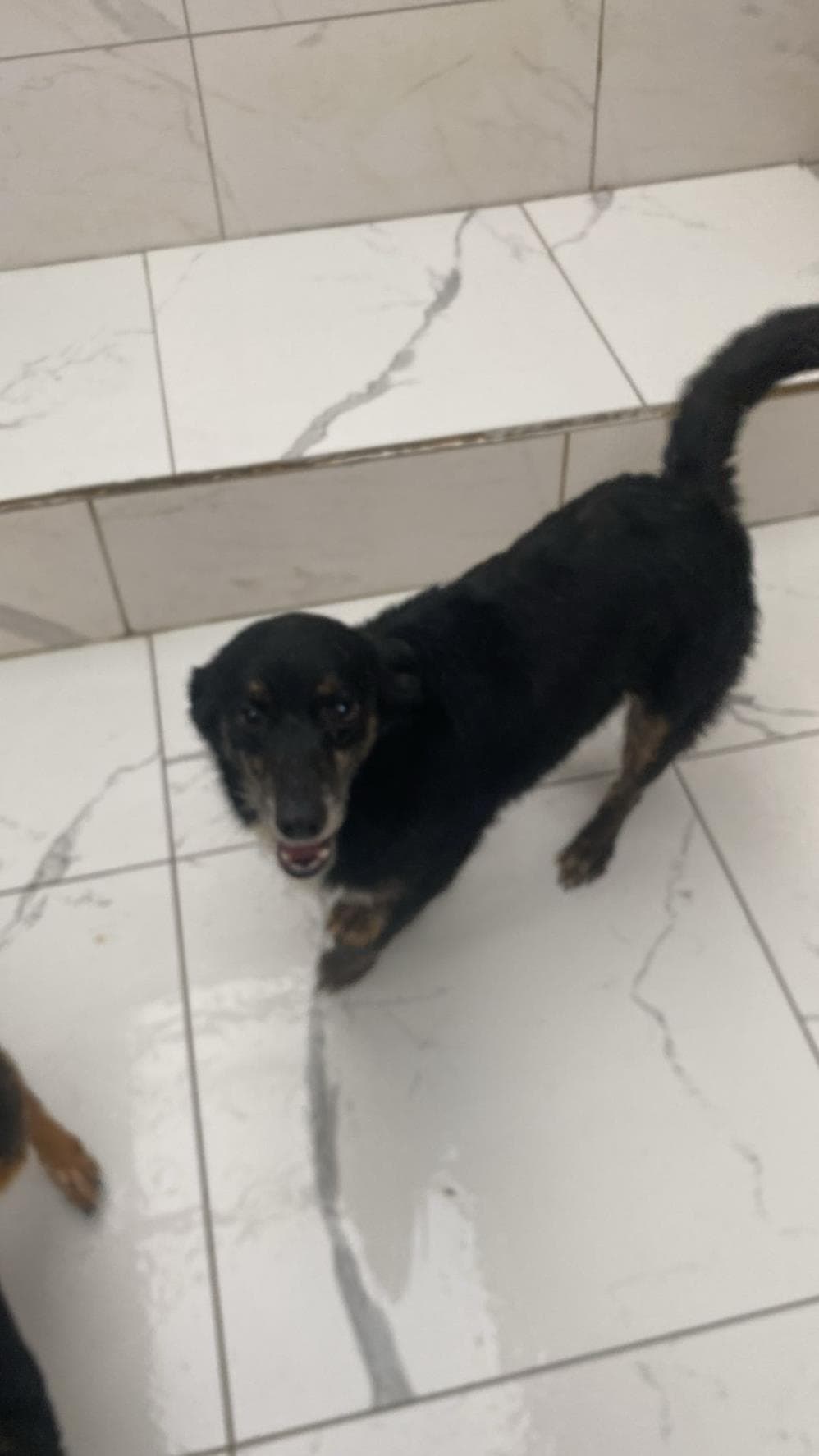 Fatih Kara Melez Köpek, İstanbul