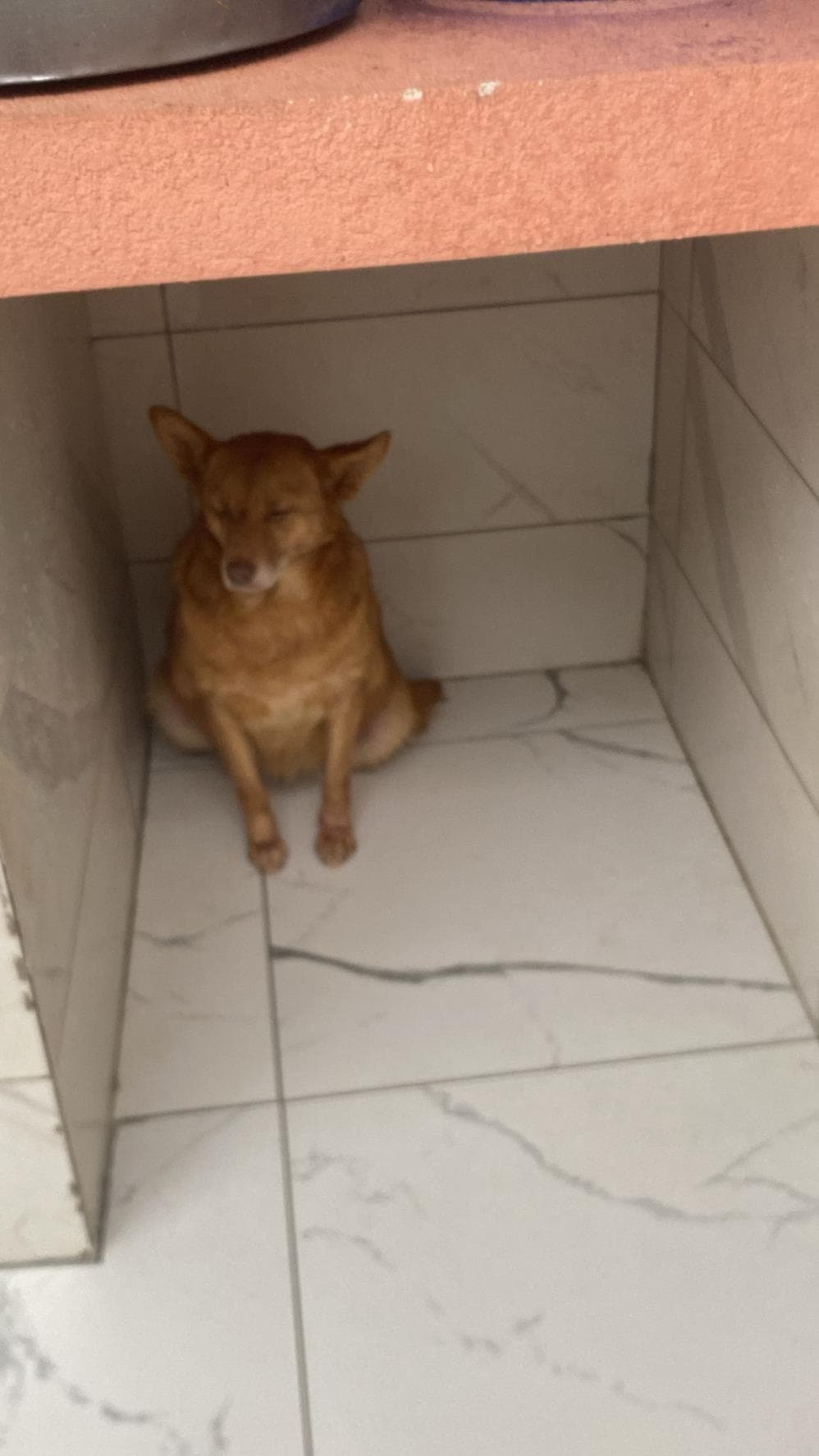 Fatih Honey Melez Köpek, İstanbul