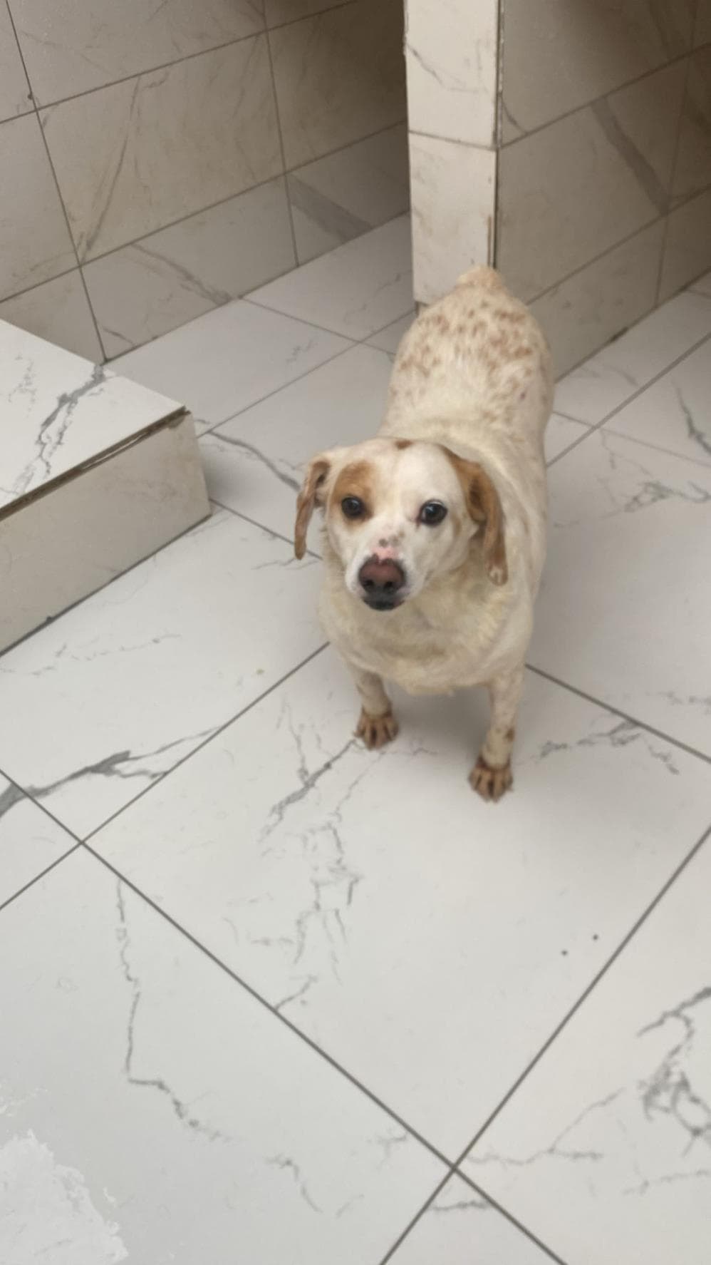 Fatih Benekli Melez Köpek, İstanbul