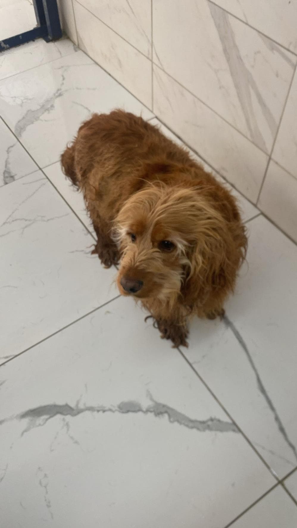 Fatih Humus İngiliz Cocker Spaniel Köpek, İstanbul