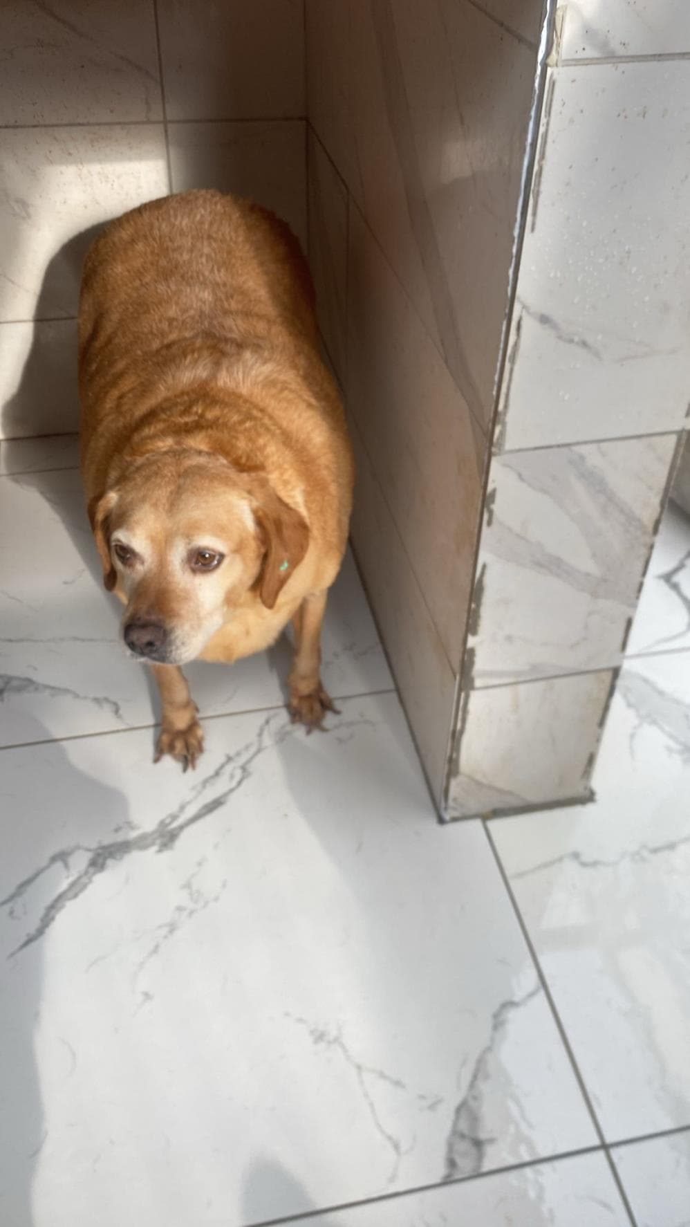 Fatih Toprak Melez Köpek, İstanbul