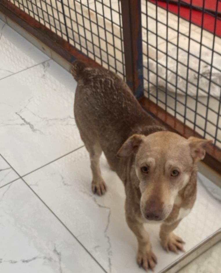 Fatih Shrek Melez Köpek, İstanbul