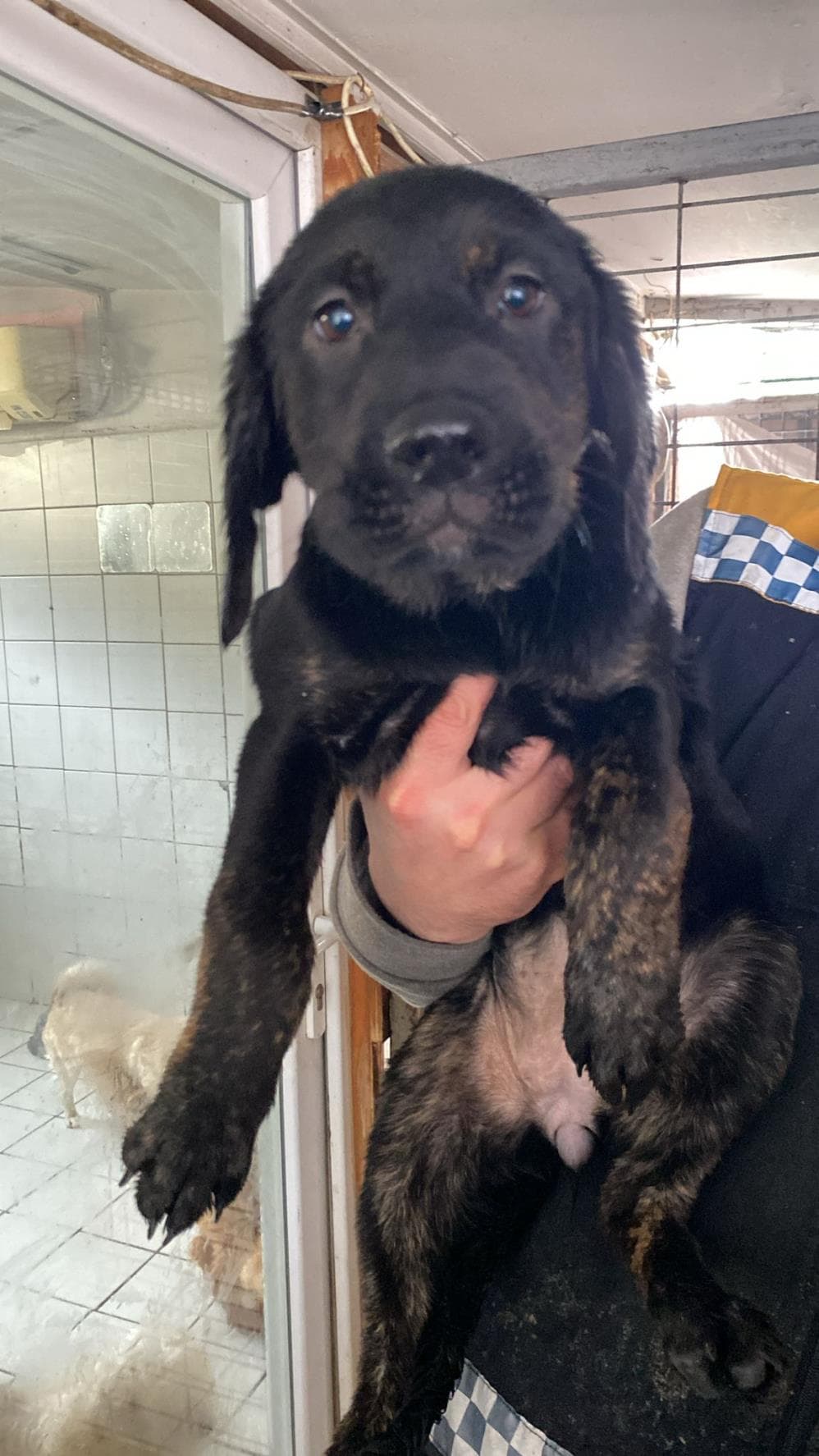 Fatih Biber Labrador Retriever Köpek, İstanbul