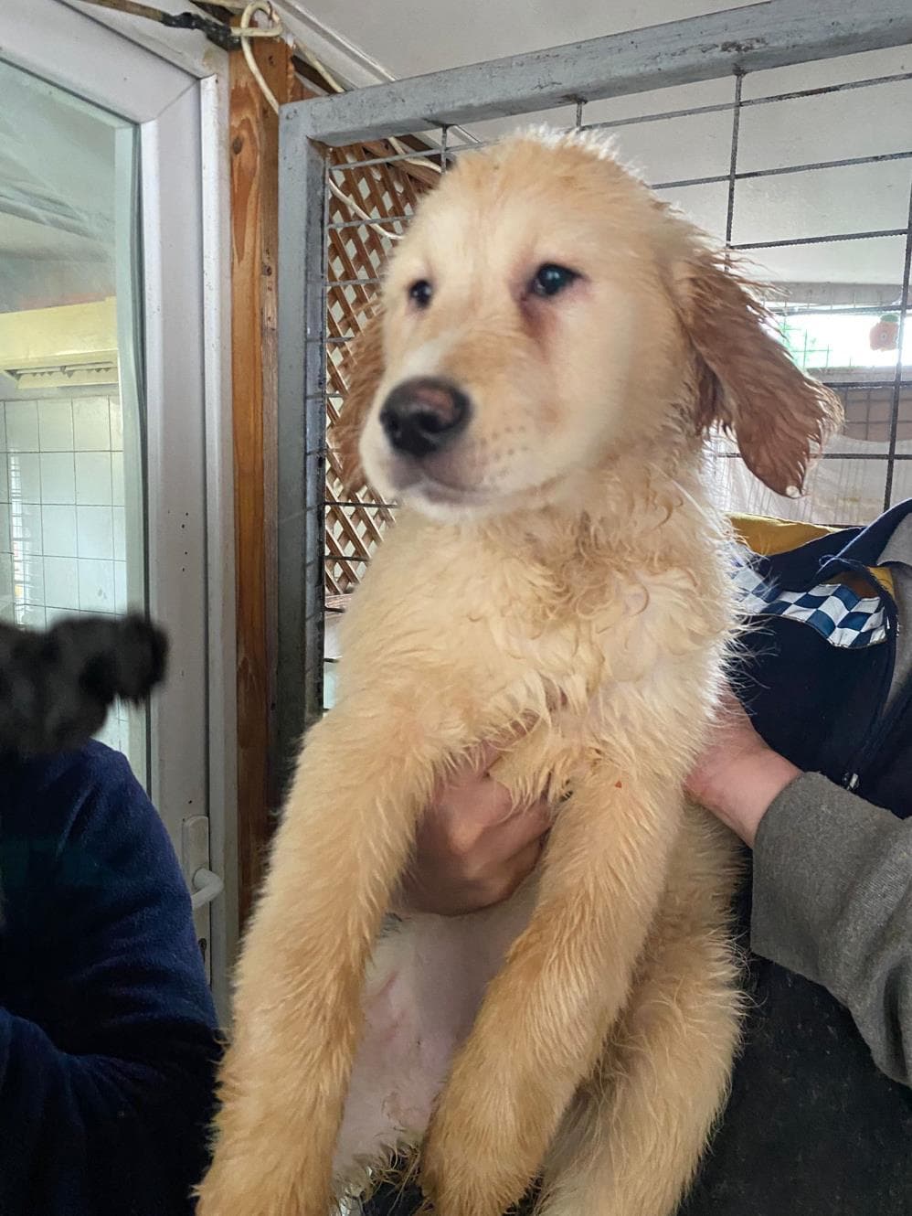 Fatih Limon Melez Köpek, İstanbul