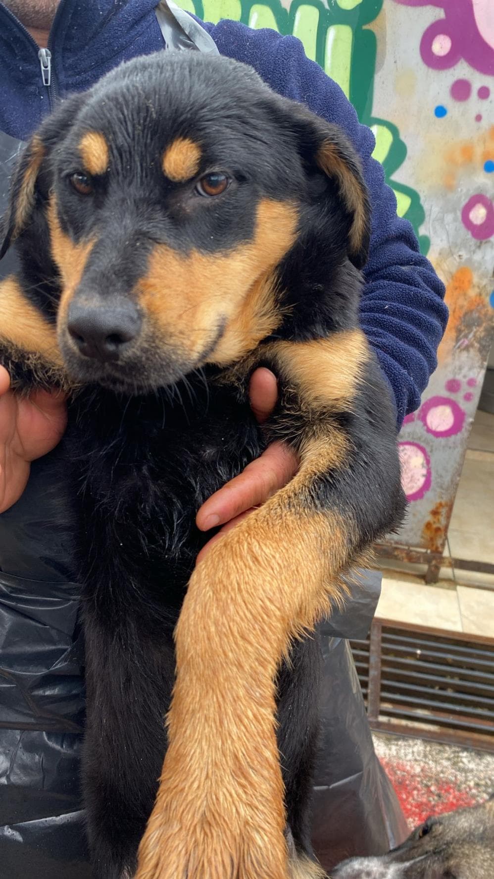 Fatih Papsi Rottweiler Köpek, İstanbul