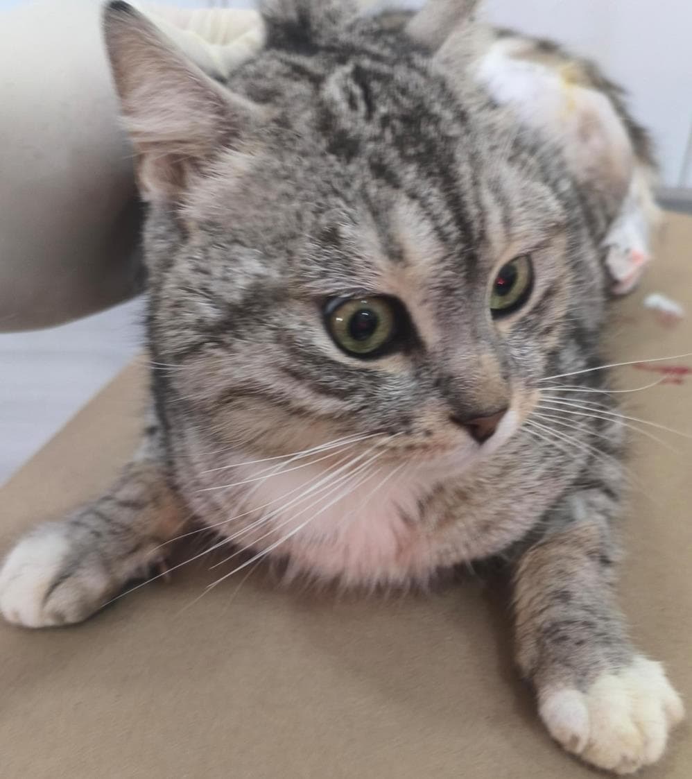 Fatih Bıdık Tekir Kedi, İstanbul