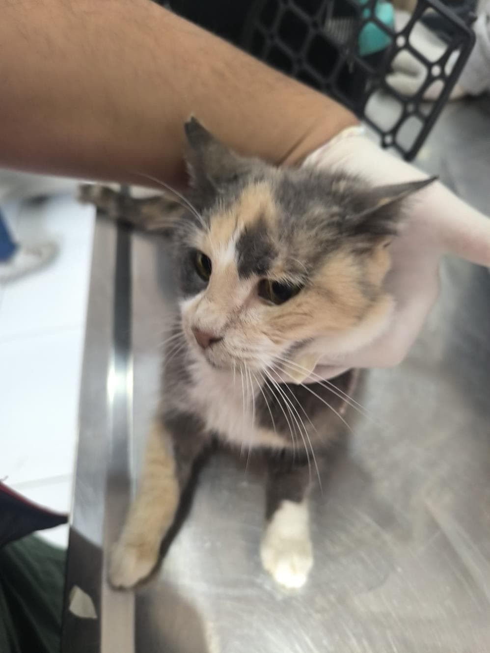 Simba Calico Kedi, İstanbul