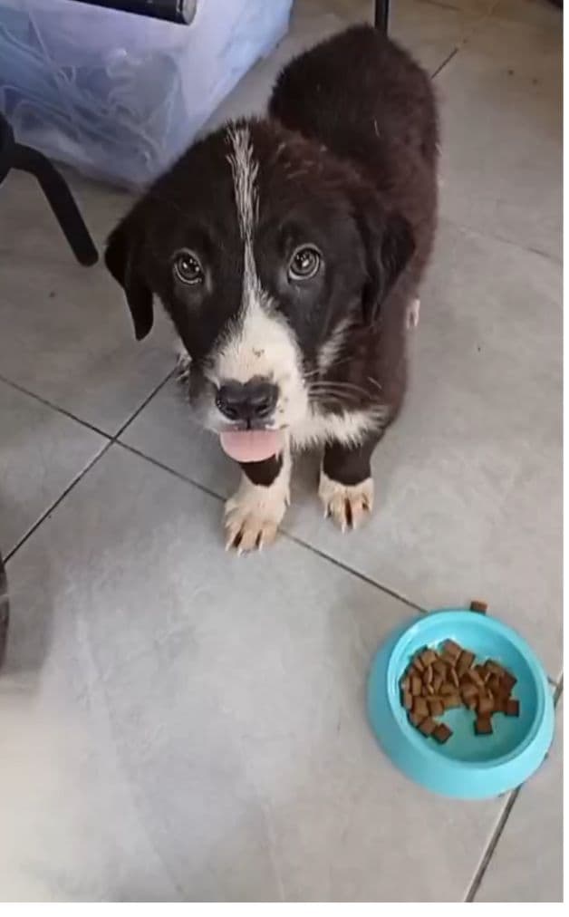 Fatih Zoro Melez Köpek, İstanbul