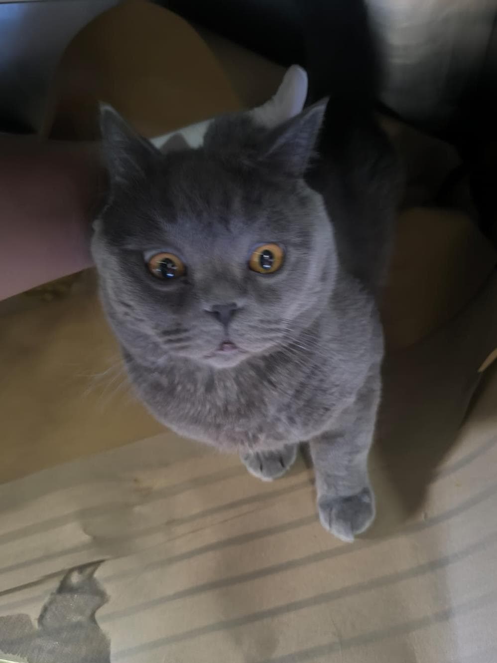 Fatih Gri Scottish Fold Kedi, İstanbul