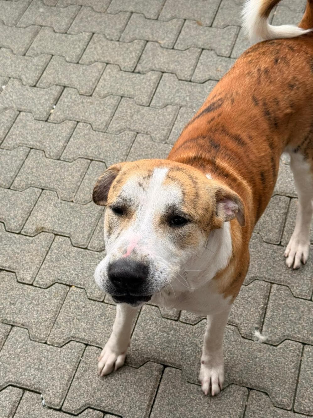 Fatih Thor Melez Köpek, İstanbul