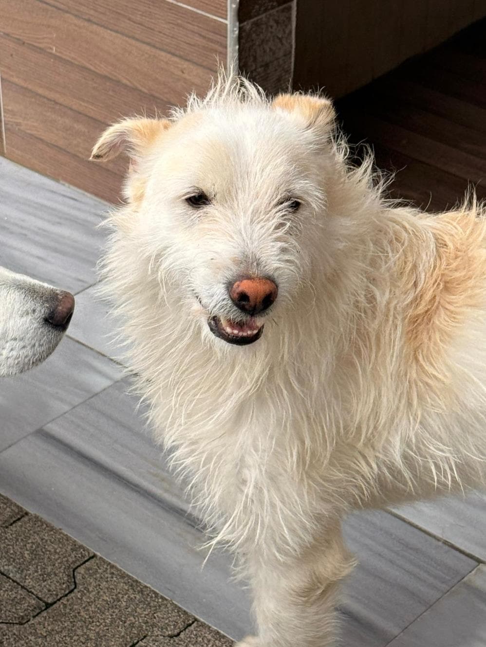 Fatih Riri Melez Köpek, İstanbul