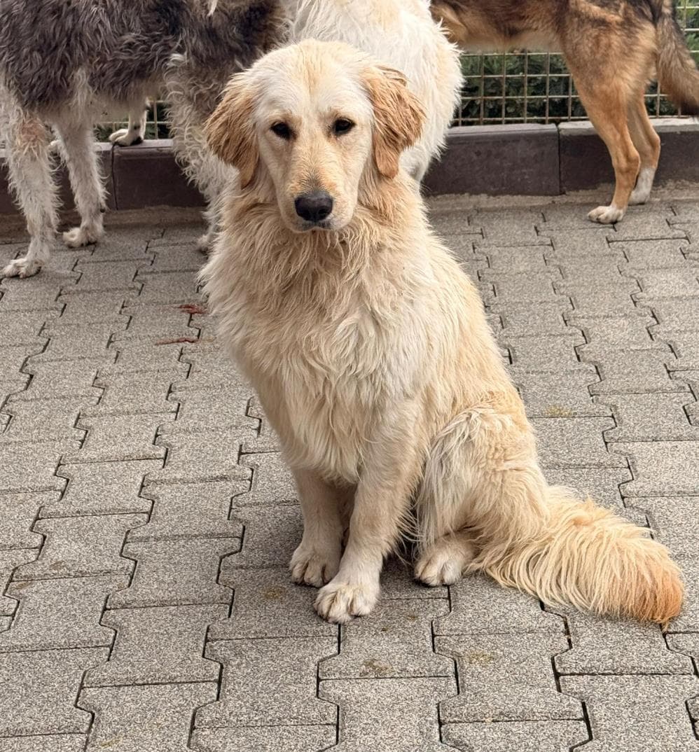 Fatih Kali Flat Coated Retriever Köpek, İstanbul