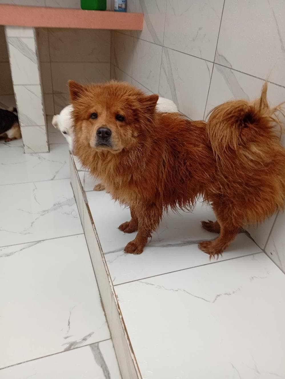 Fatih Sosi Melez Köpek, İstanbul