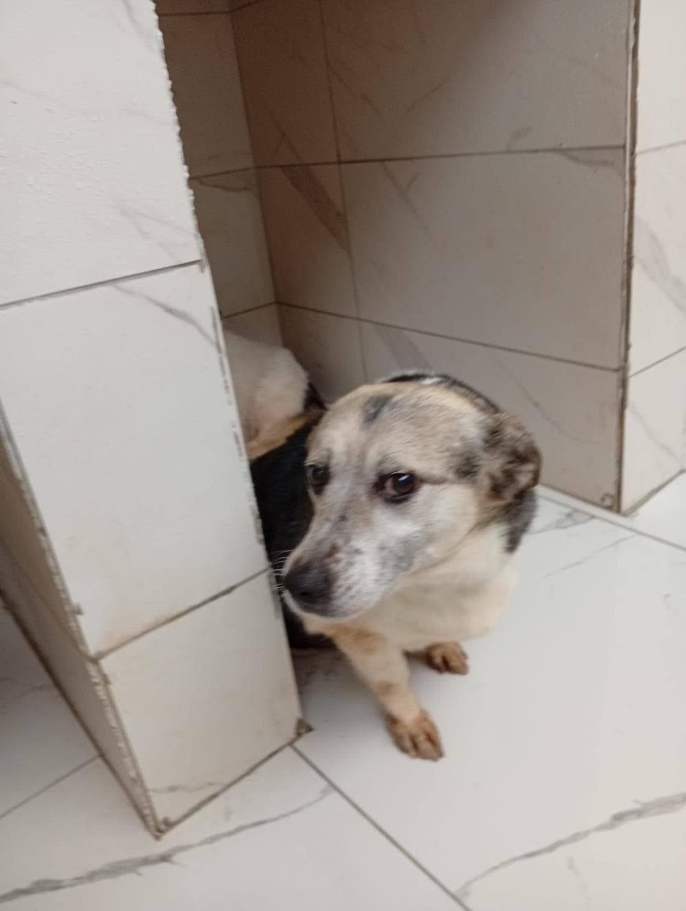 Fatih Erko Melez Köpek, İstanbul