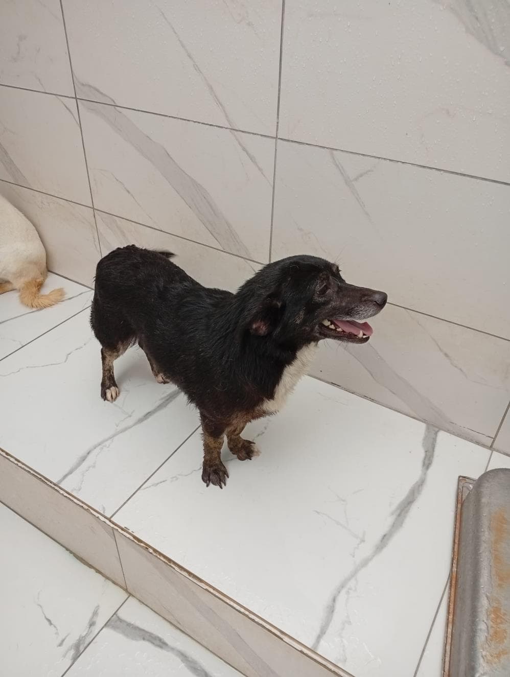 Fatih Pascal Melez Köpek, İstanbul