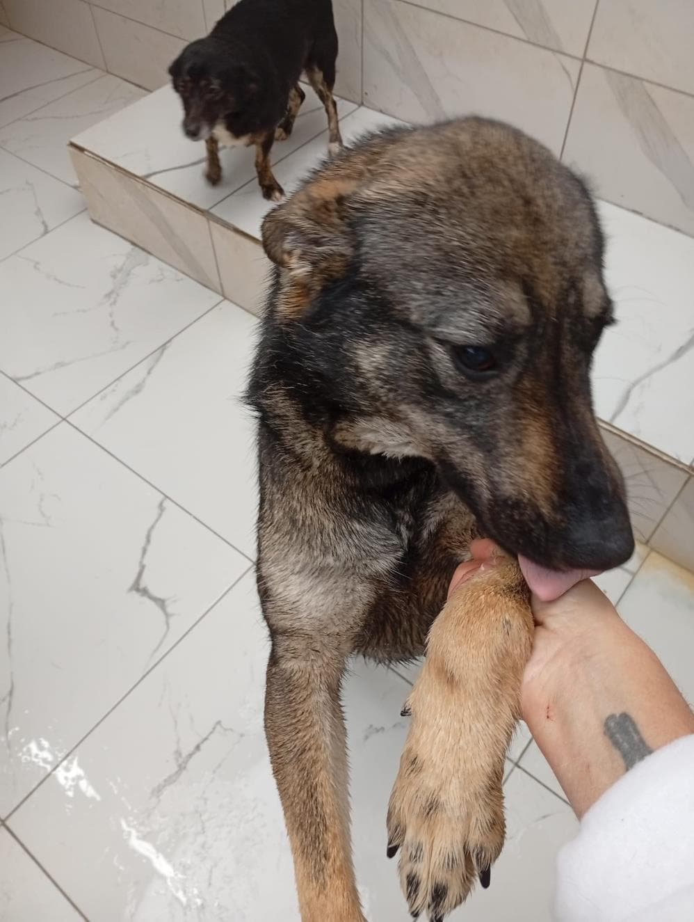 Fatih Köpük Melez Köpek, İstanbul