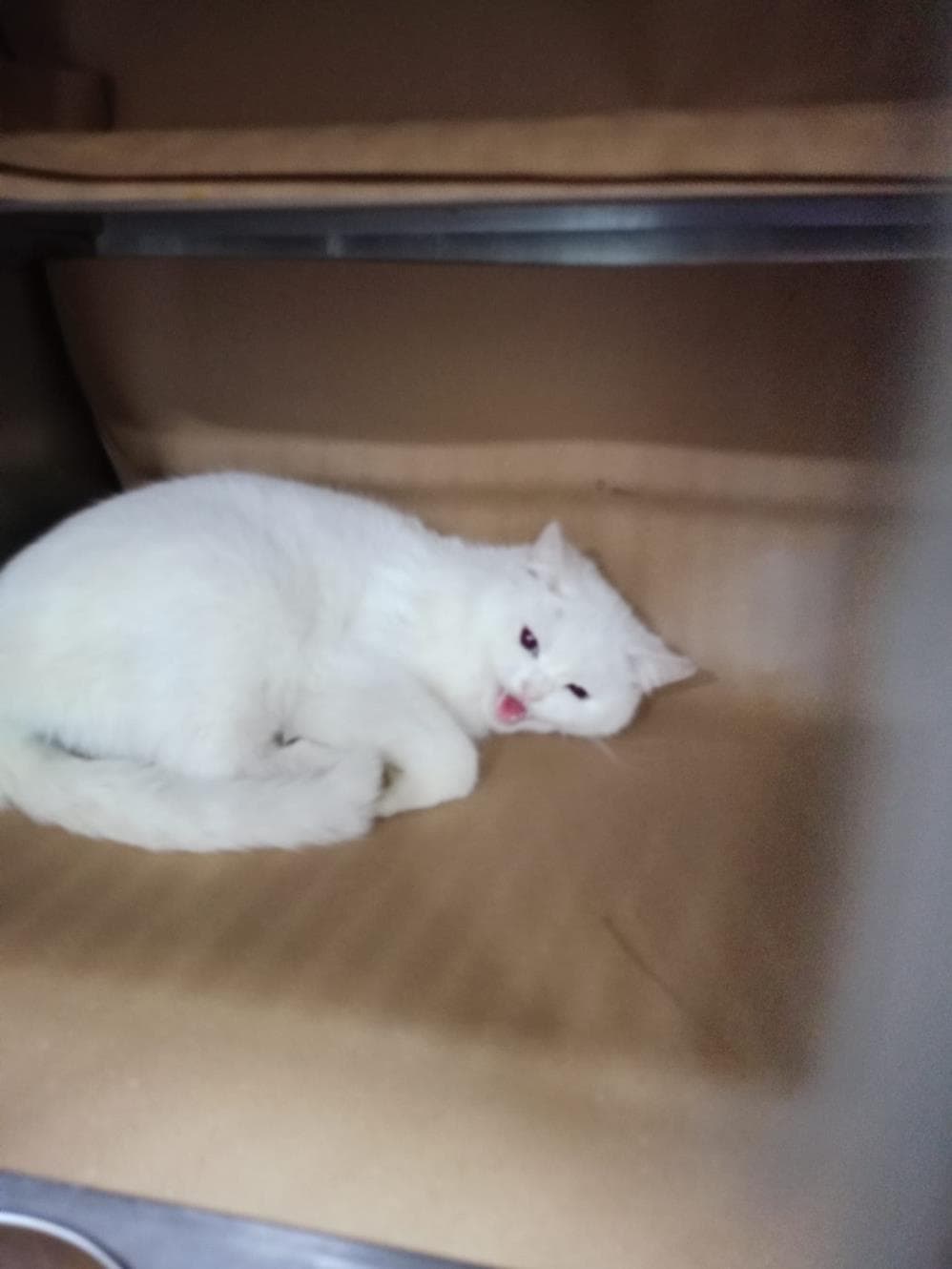 Orgi Ankara Kedisi Kedi, İstanbul