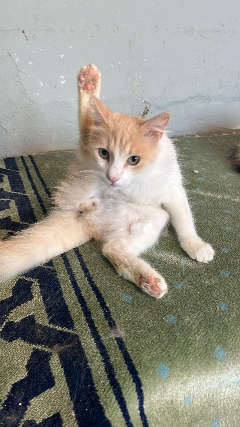 Fatih Üç Melez Köpek, İstanbul