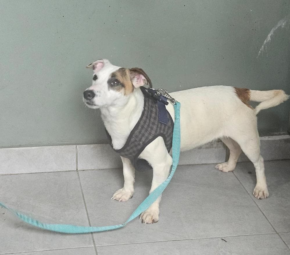 Minel Terrier Köpek fotoğrafı