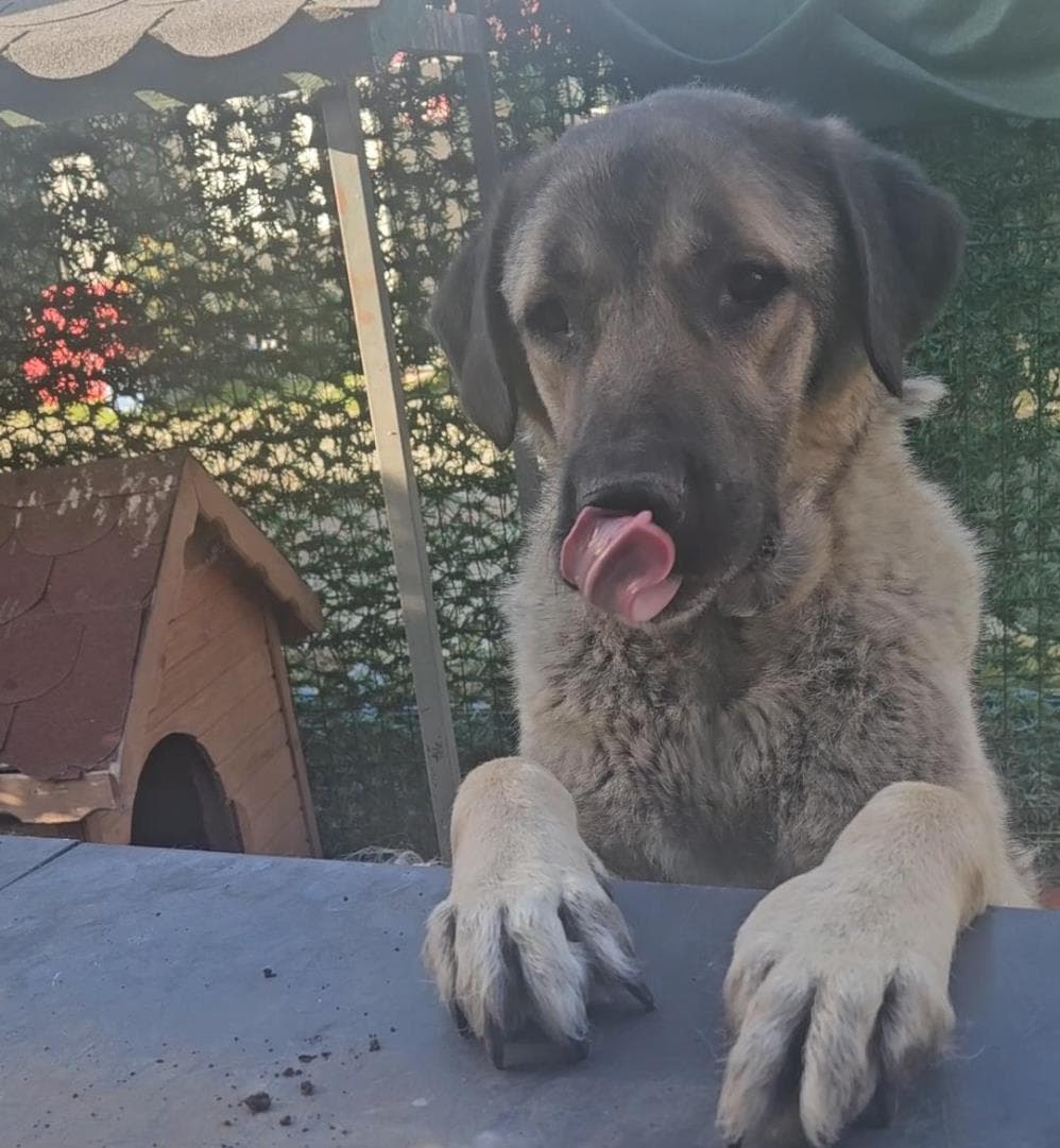 Paşa Kangal Köpek fotoğrafı