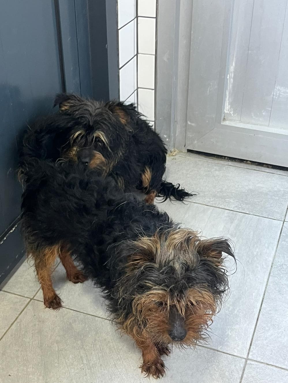 Fatih Yorkie Fox Terrier Köpek, İstanbul