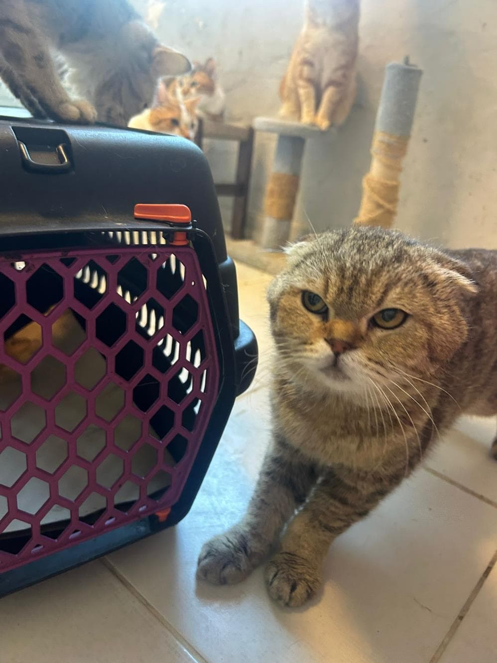 Fatih Yulaf Scottish Fold Kedi, İstanbul