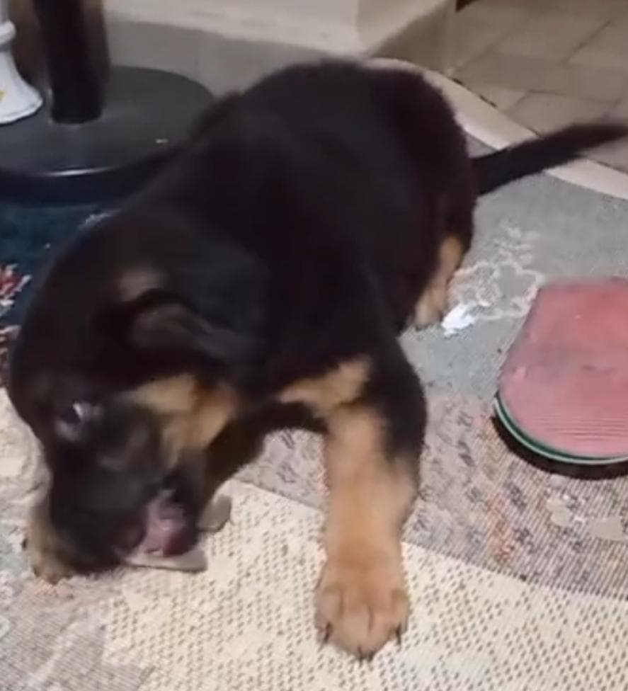 Fatih Aslan Melez Köpek, İstanbul