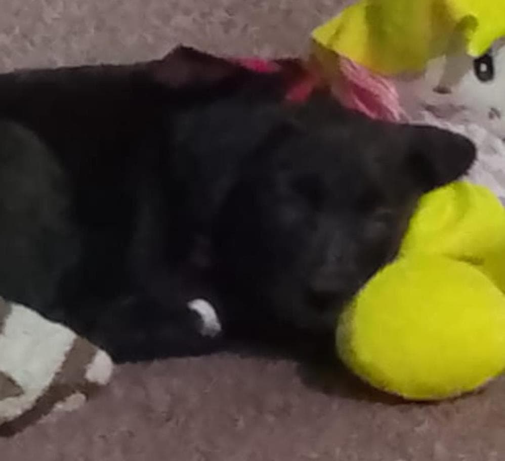 Nazlı Melez Köpek fotoğrafı