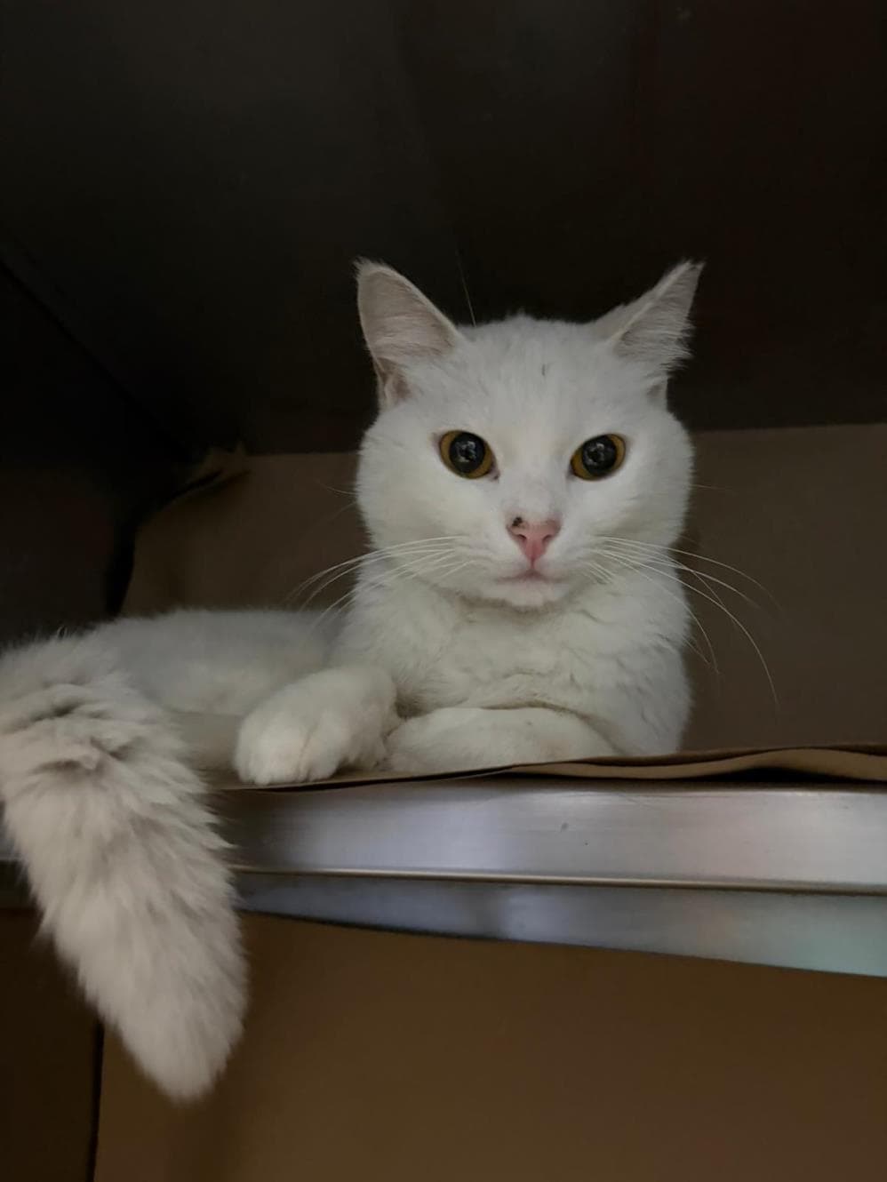 Peluş Ankara Kedisi Kedi, İstanbul
