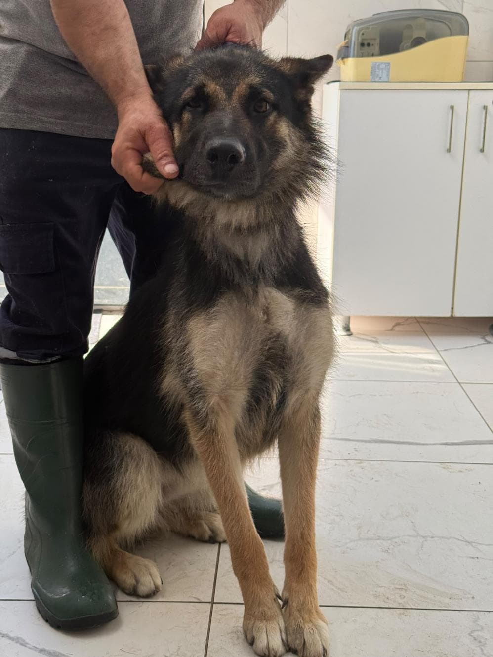 Fatih Hera Alman Kurt Köpeği Köpek, İstanbul