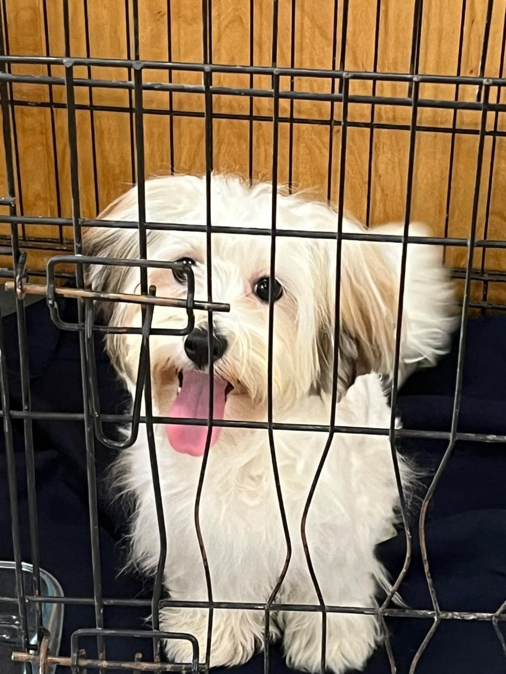 Milka Terrier Köpek fotoğrafı