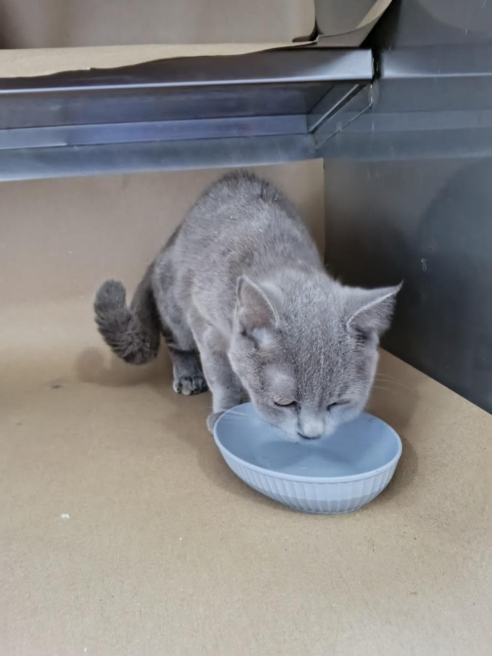 Kekre British Shorthair Kedi fotoğrafı