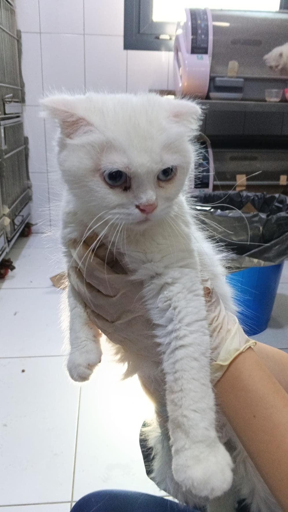 Paris Ankara Kedisi Kedi, İstanbul