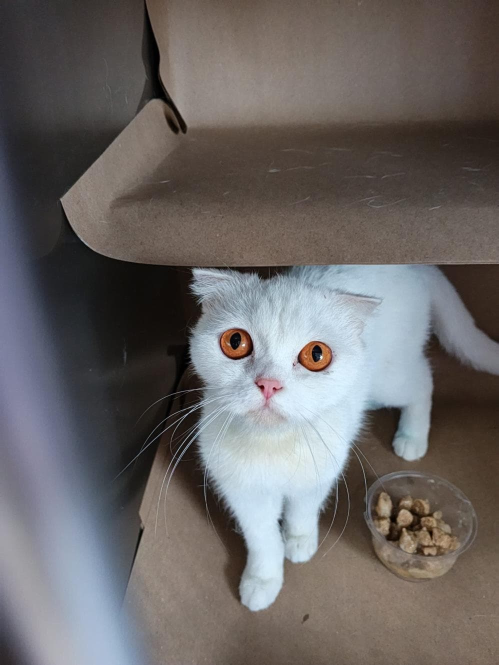 Pamuk Ankara Kedisi Kedi, İstanbul