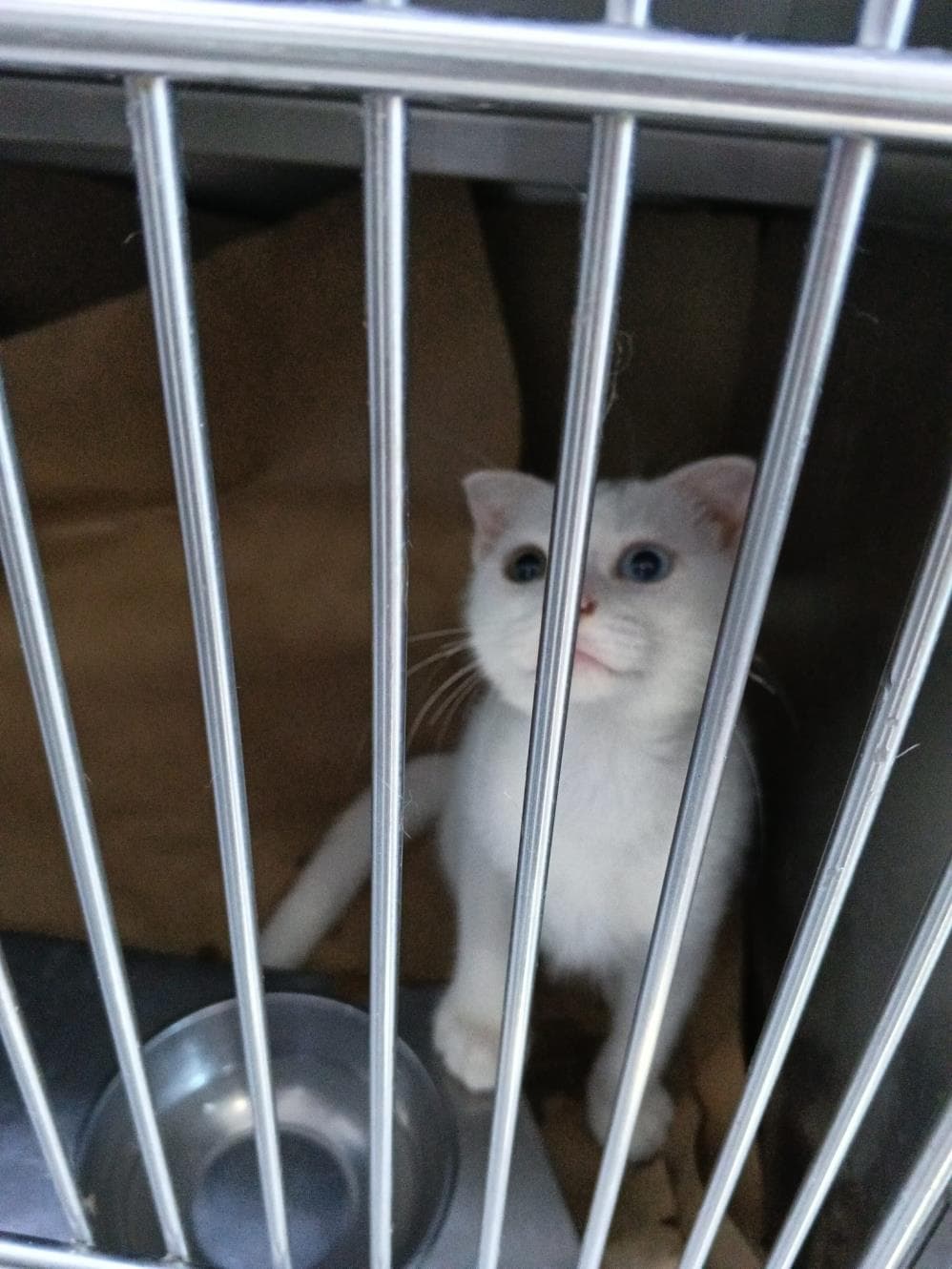 Krep Ankara Kedisi Kedi, İstanbul