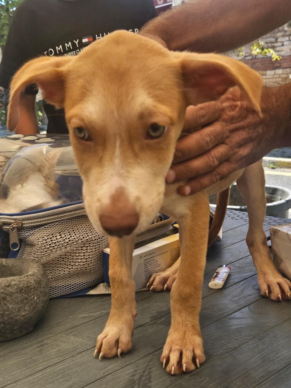 Sarı Melez Köpek fotoğrafı