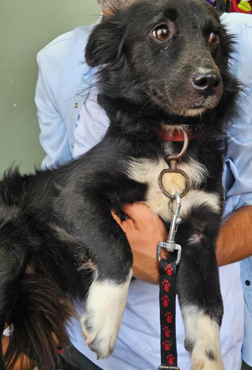 Gölge Melez Köpek fotoğrafı