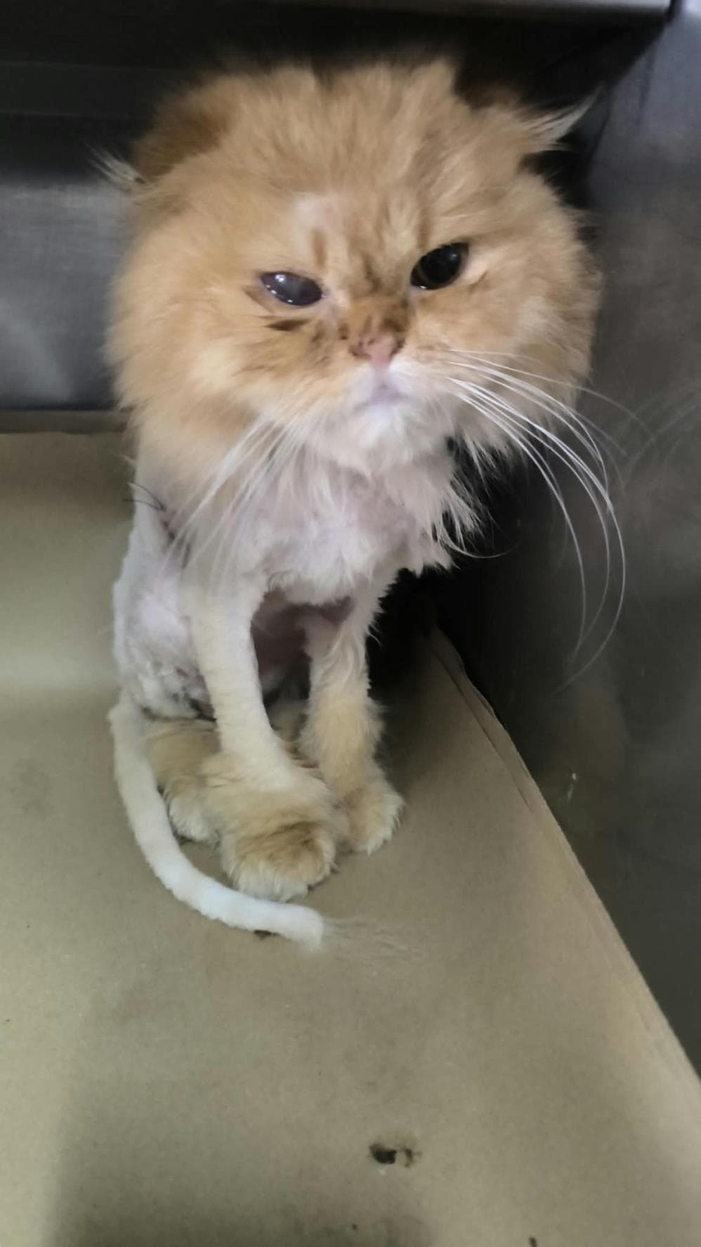 Pisi Sarman Kedi fotoğrafı