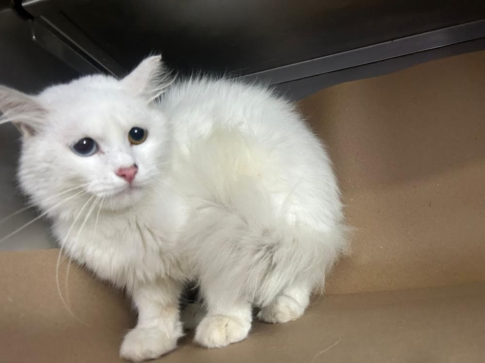 Bamsi Ankara Kedisi Kedi, İstanbul