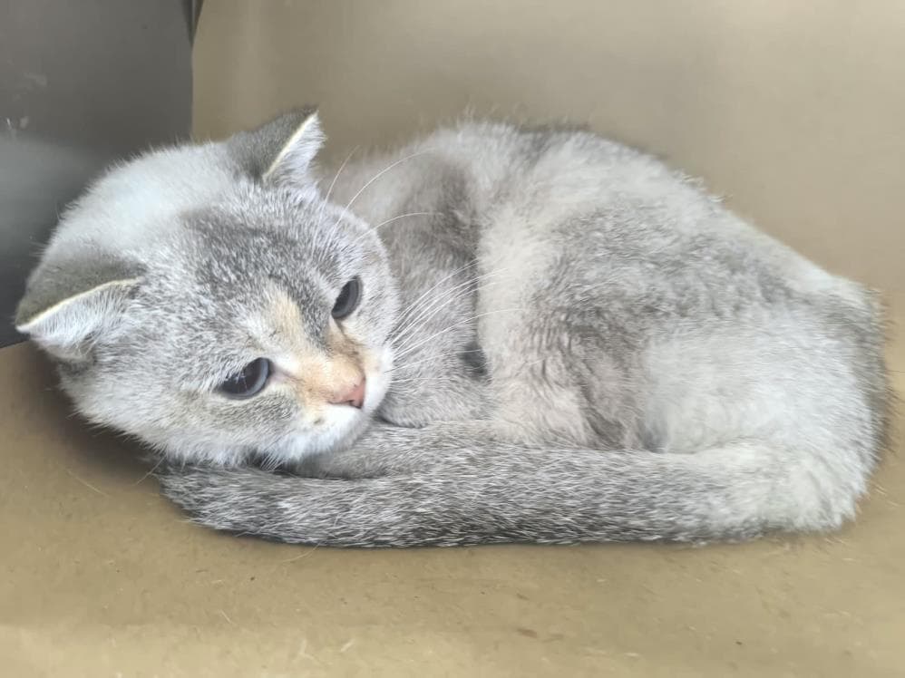 Sakura British Shorthair Kedi fotoğrafı