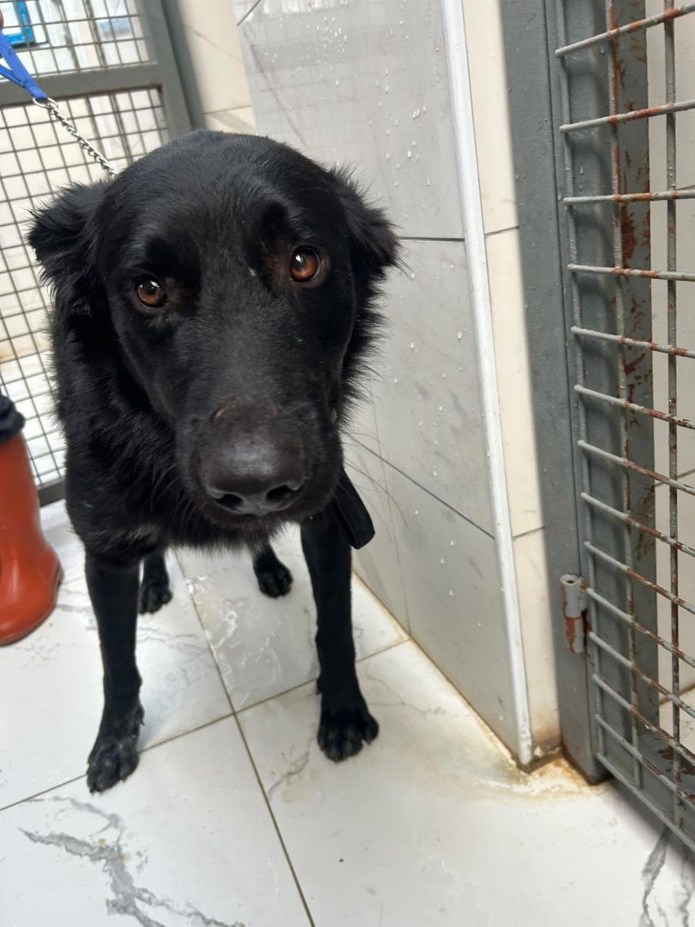 Rex Melez Köpek fotoğrafı