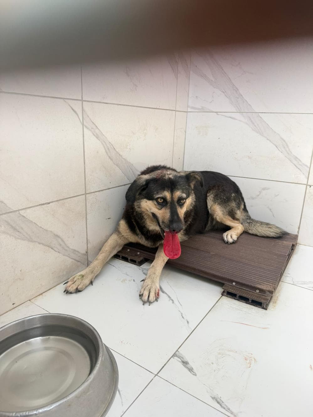 Jully Melez Köpek fotoğrafı