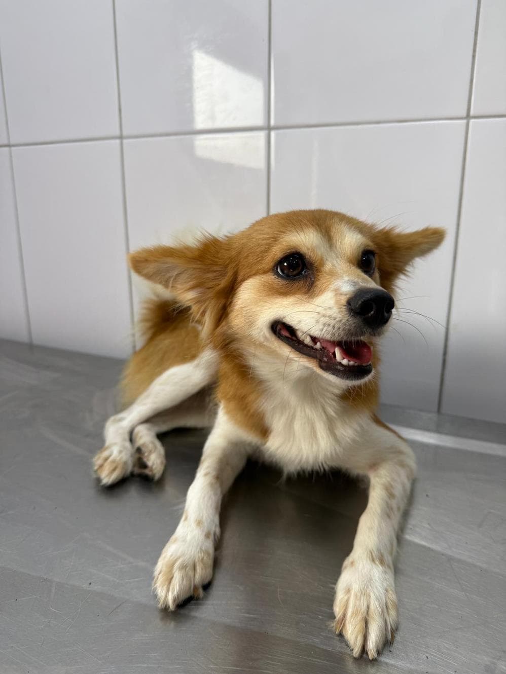 Oli Melez Köpek fotoğrafı